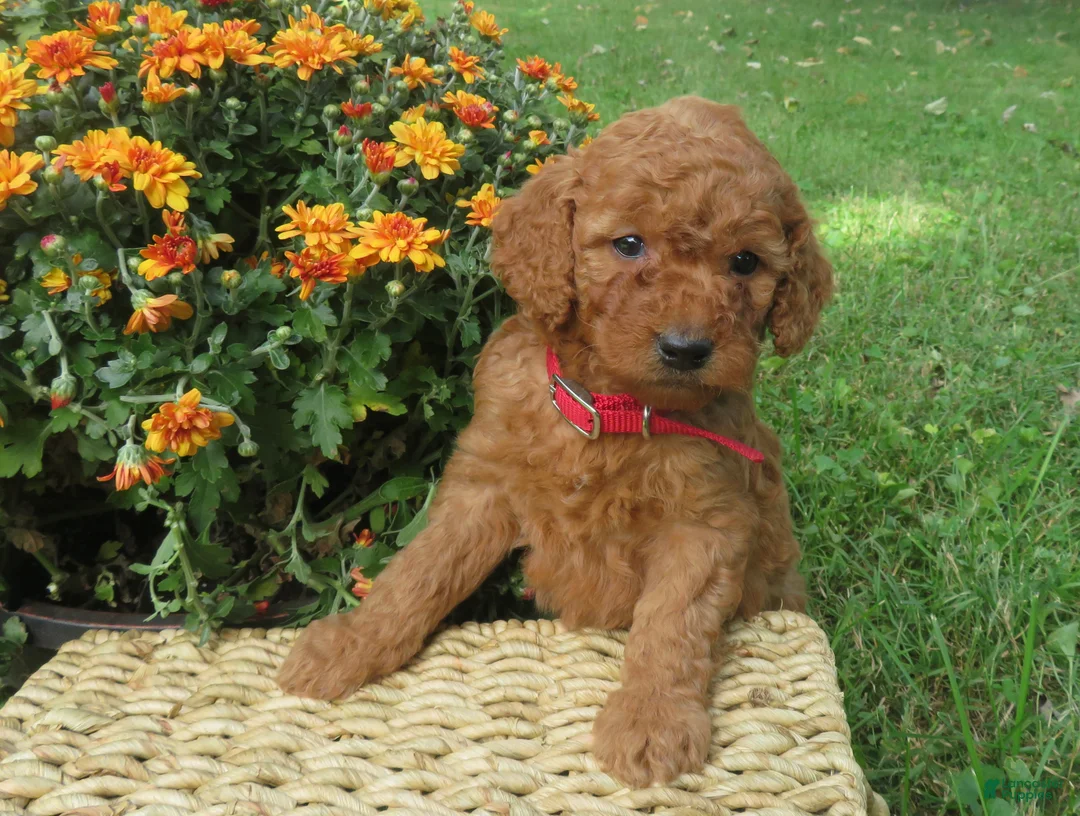 Mini Goldendoodle dogs for sale: Cider - Ad 2