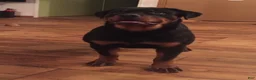 Rottweiler dogs for sale: Kash - Ad 2