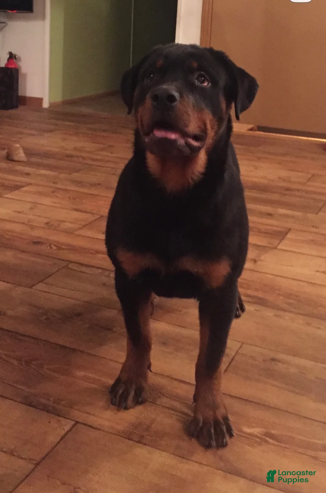 Rottweiler dogs for sale: Kash - Ad 2