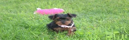 Yorkiepoo dogs for sale: Emmy  - Ad 4