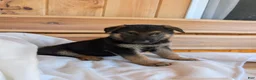 German Shepherd dogs for sale: 🐾CHARLIE 🐾 - Ad 3