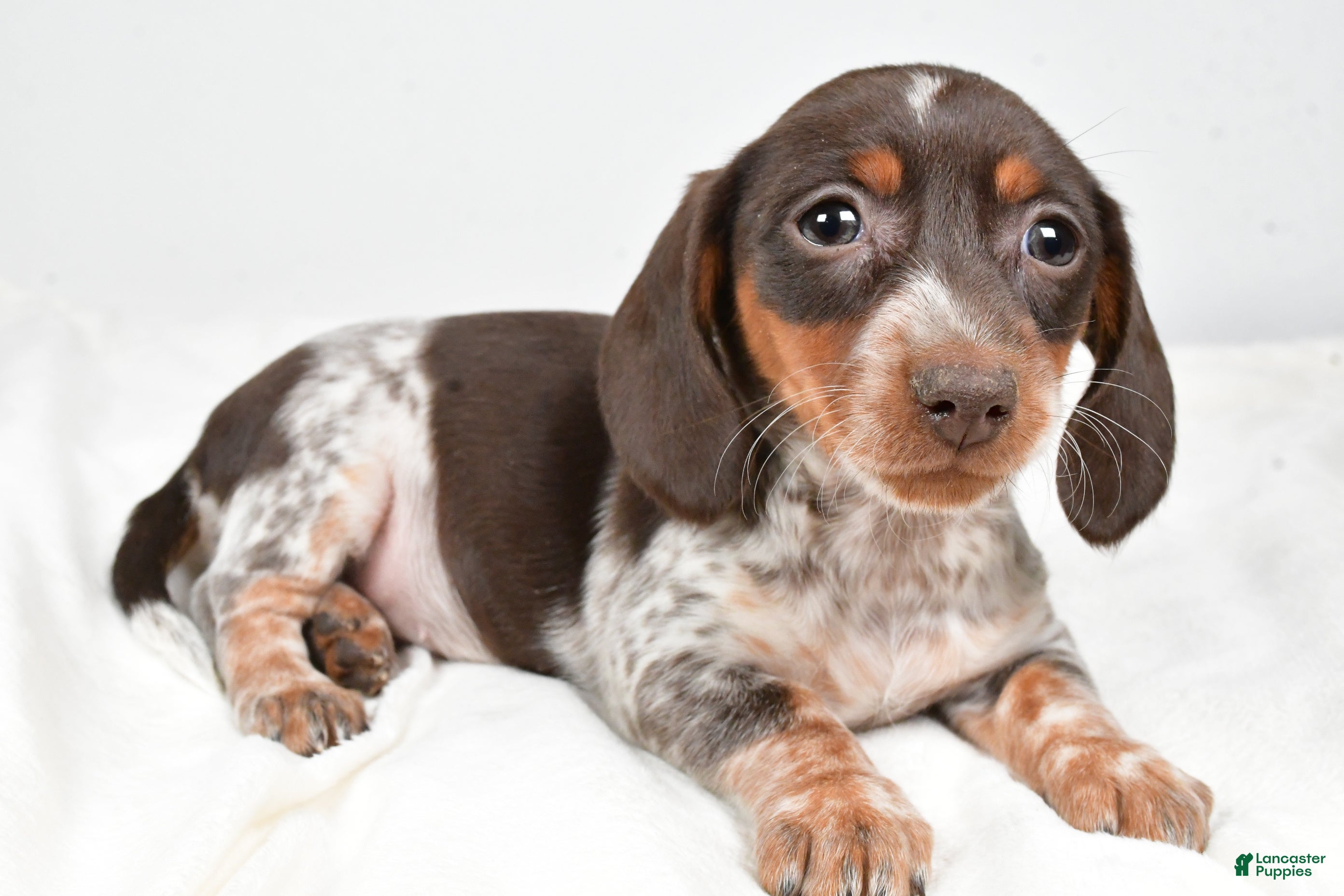 Dachshund dogs Piper - Ad 23