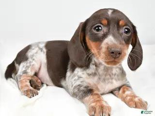 Dachshund dogs Piper - Ad 23