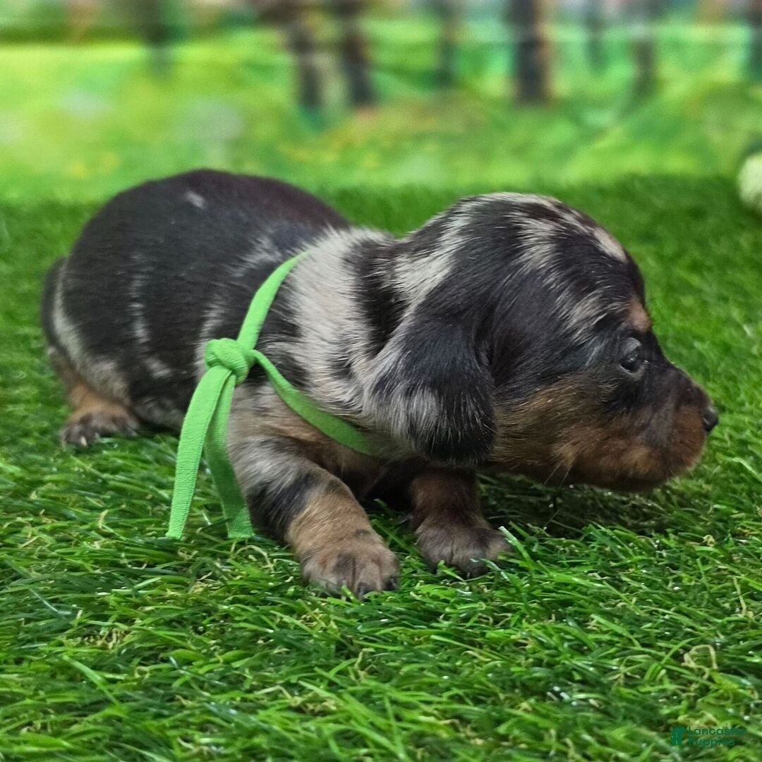 Dachshund dogs Jack - Ad 2