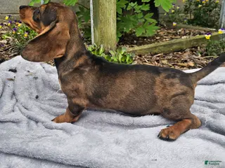 Miniature Dachshund dogs for sale: Maggie - Ad 3