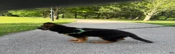 German Shepherd dogs for sale:  Luna - Ad 2