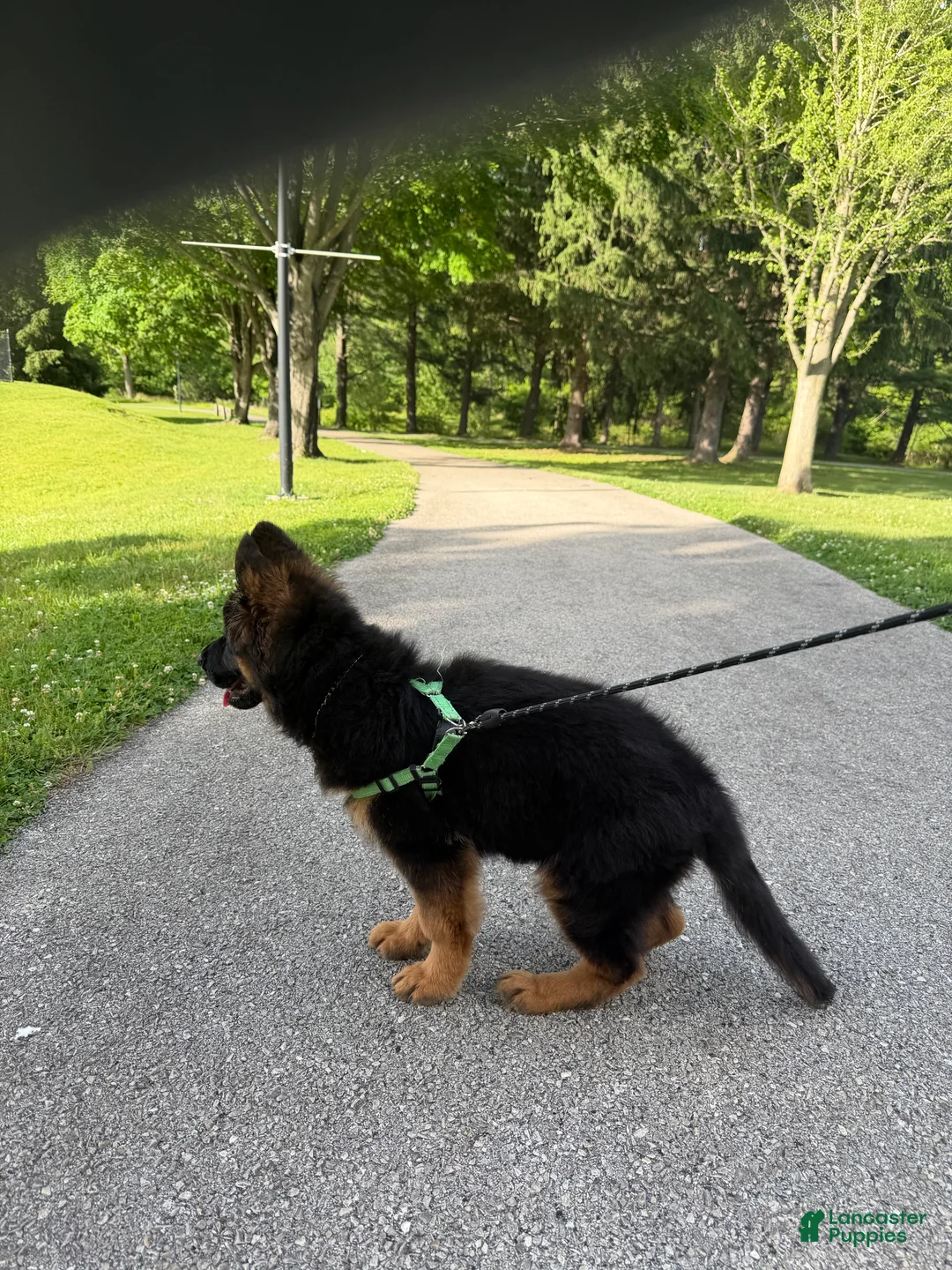 German Shepherd dogs for sale:  Luna - Ad 2