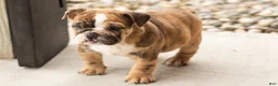 English Bulldog dogs for sale: Beauty  - Ad 6