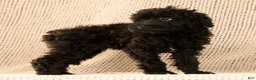 Yorkiepoo dogs for sale: Zack - Ad 7
