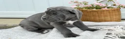 Cane Corso dogs for sale: Bella - Ad 5