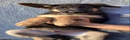 German Shepherd dogs for sale: AKC German Shepherd Pup - Ad 1