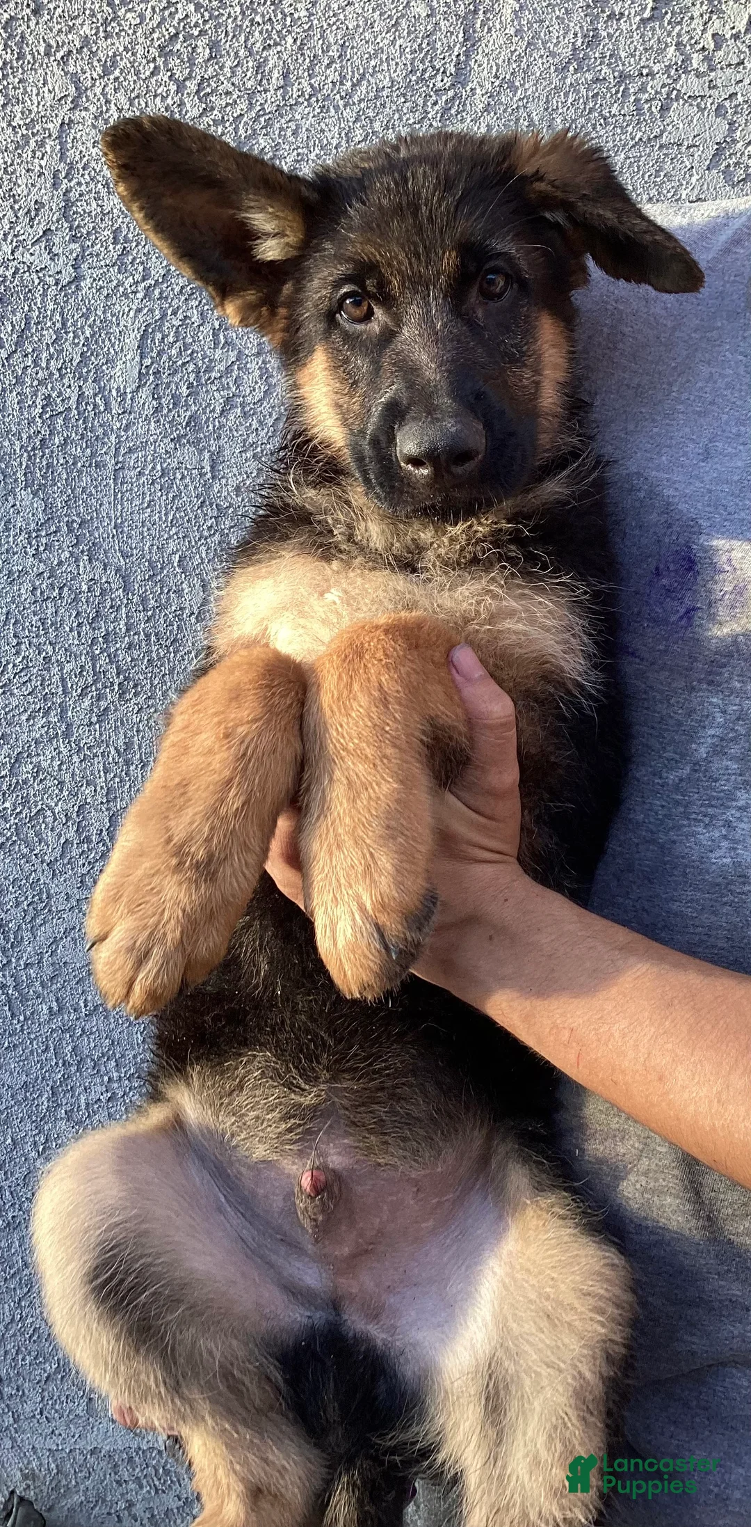 German Shepherd dogs for sale: AKC German Shepherd Pup - Ad 1