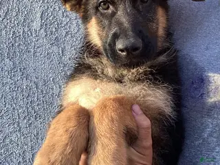 German Shepherd dogs AKC German Shepherd Pup - Ad 1