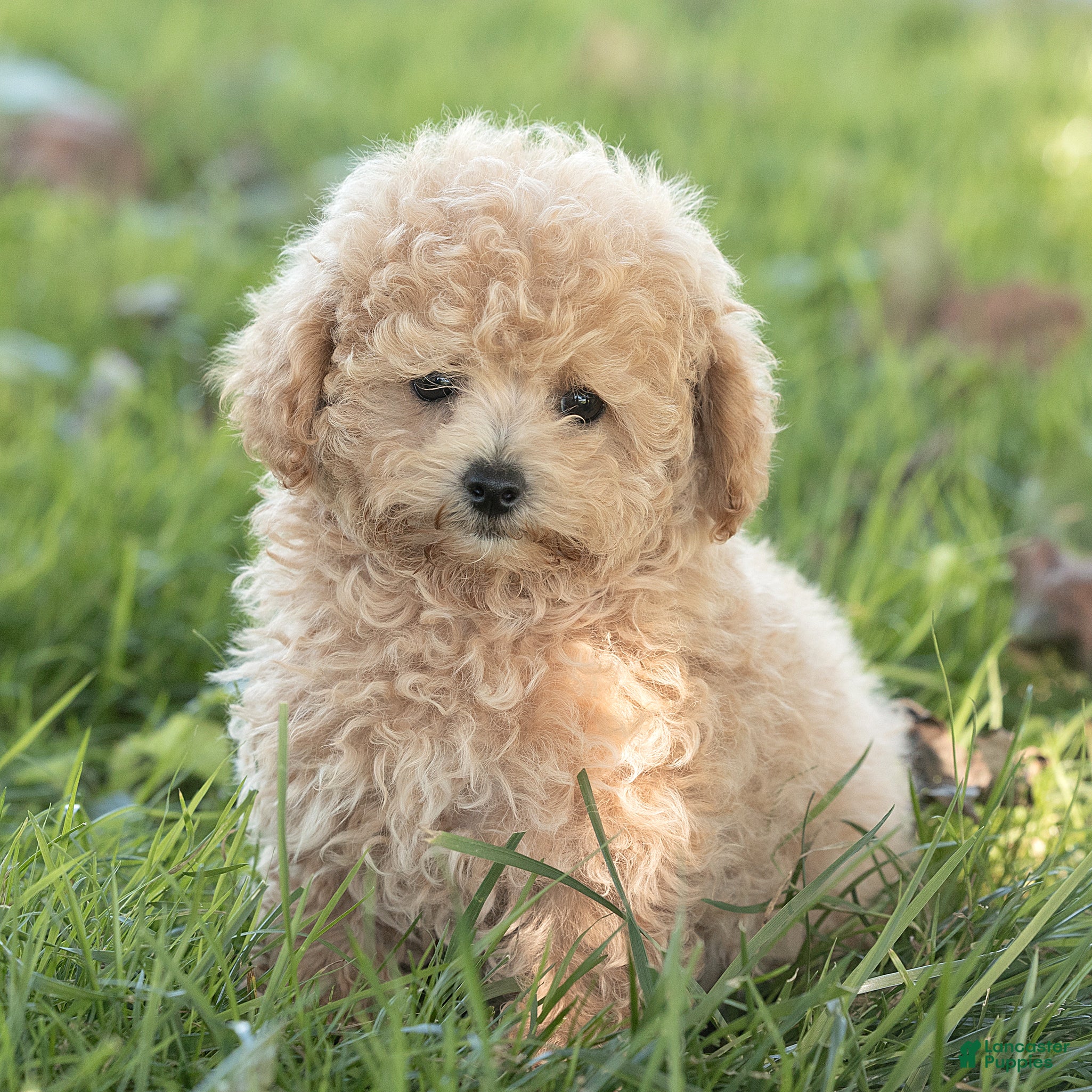 Maltipoo dogs Millie Maltipoo  - Ad 1