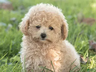 Maltipoo dogs Millie Maltipoo - Ad 1