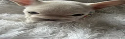 French Bulldog dogs for sale: Eliza  - Ad 3