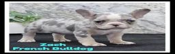 French Bulldog dogs for sale: Zach - Ad 1