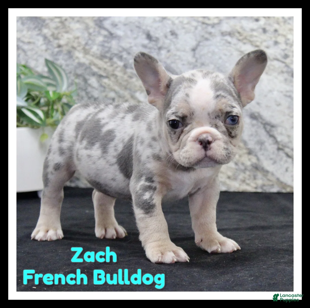 French Bulldog dogs for sale: Zach - Ad 1