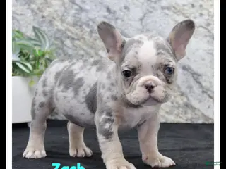 French Bulldog dogs for sale: Zach - Ad 2