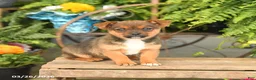 Mixed Breed dogs for sale: Freida - Ad 3