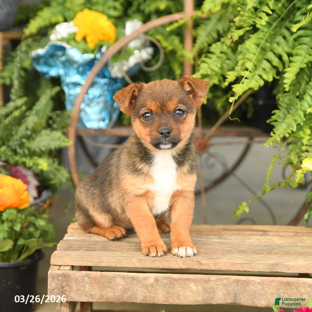 Mixed Breed dogs for sale: Freida - Ad 3