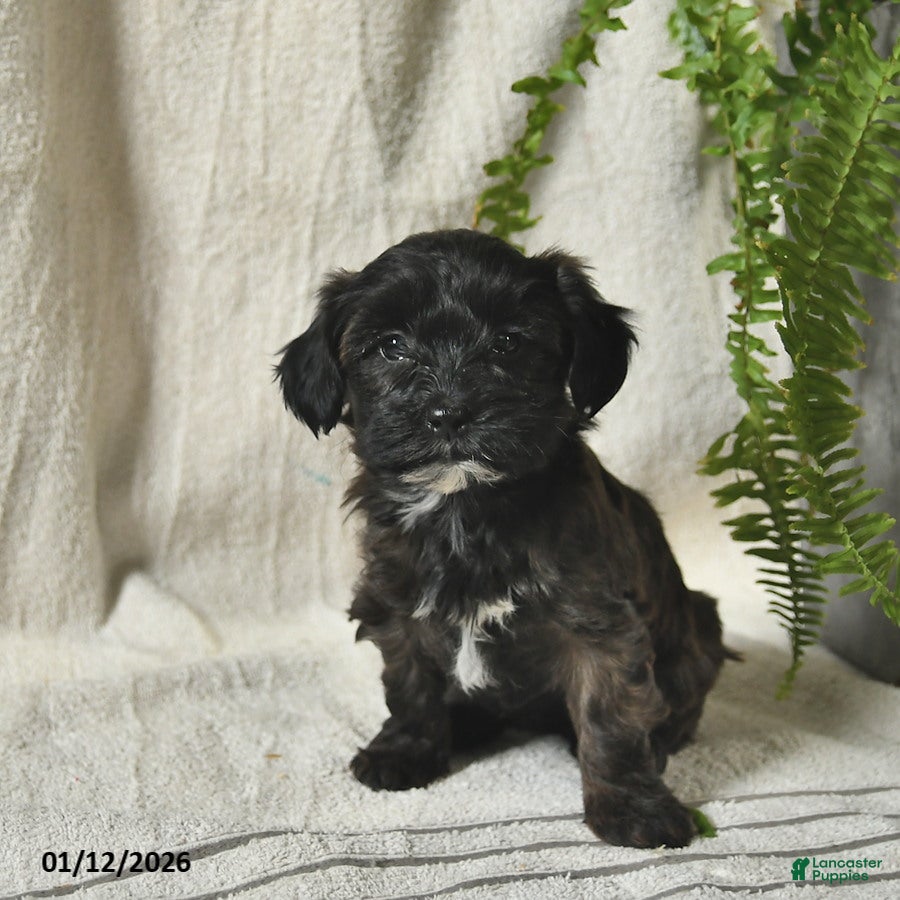 Mixed Breed dogs Willow  - Ad 2
