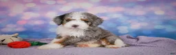 Mini Bernedoodle dogs for sale: Sandy - Ad 11