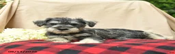 Miniature Schnauzer dogs for sale: Libby  - Ad 3