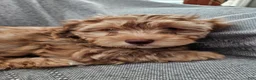 Havapoo dogs for sale: Jordie - Ad 9