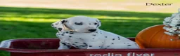 Dalmatian dogs for sale: Dexter - Ad 1
