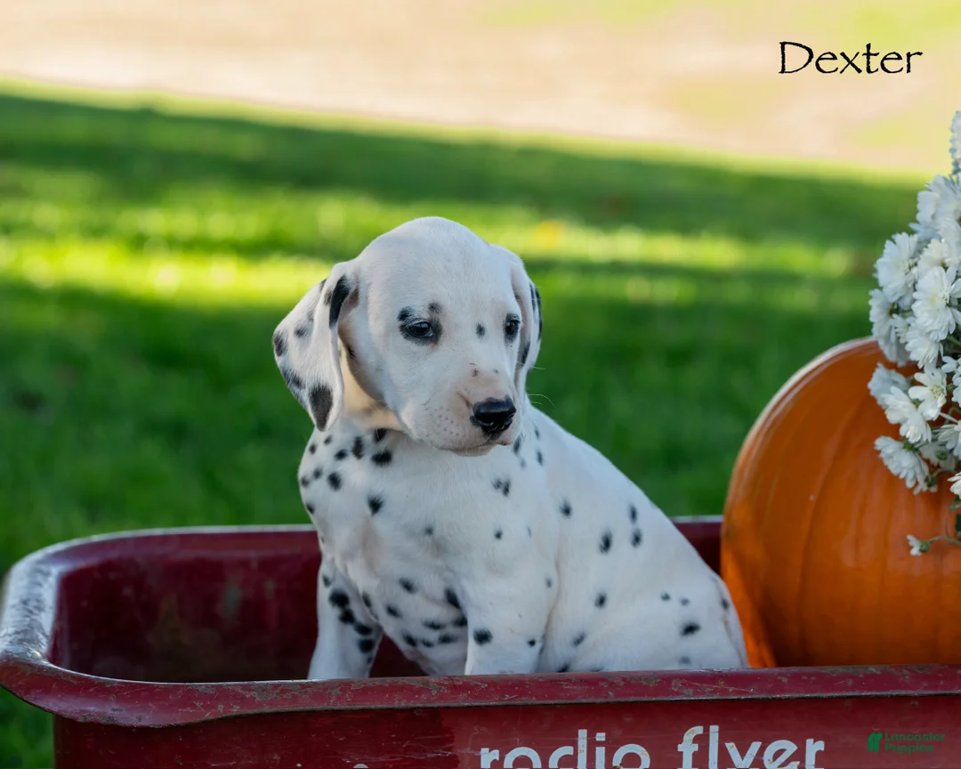 Dalmatian dogs for sale: Dexter - Ad 1