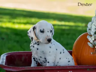 Dalmatian dogs Dexter - Ad 1