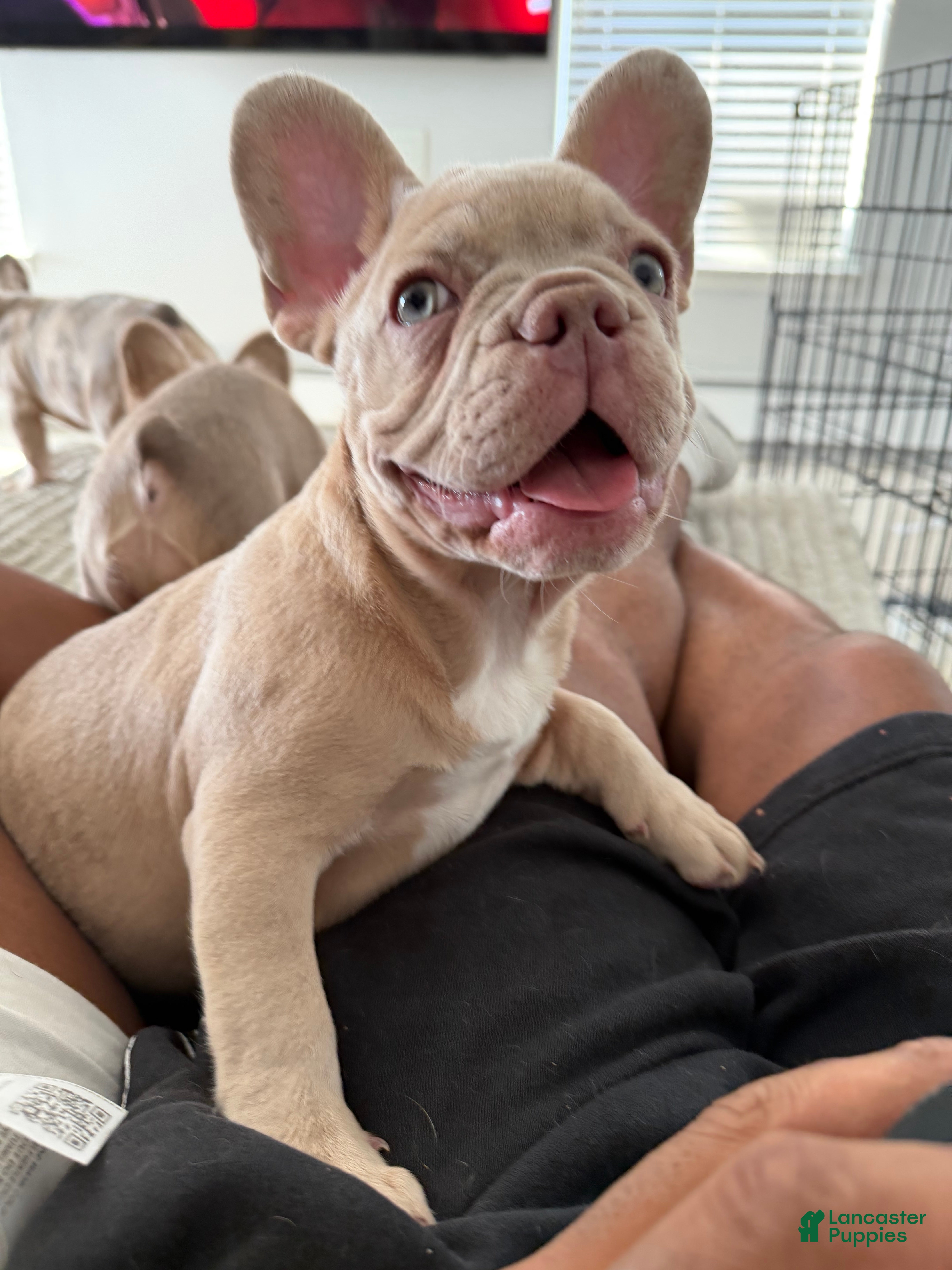 French Bulldog dogs French Bulldog Puppy 1 - Ad 13