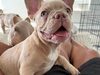 French Bulldog dogs French Bulldog Puppy 1 - Ad 13