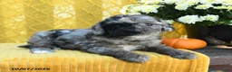 Mini Goldendoodle dogs for sale: Patch  - Ad 5