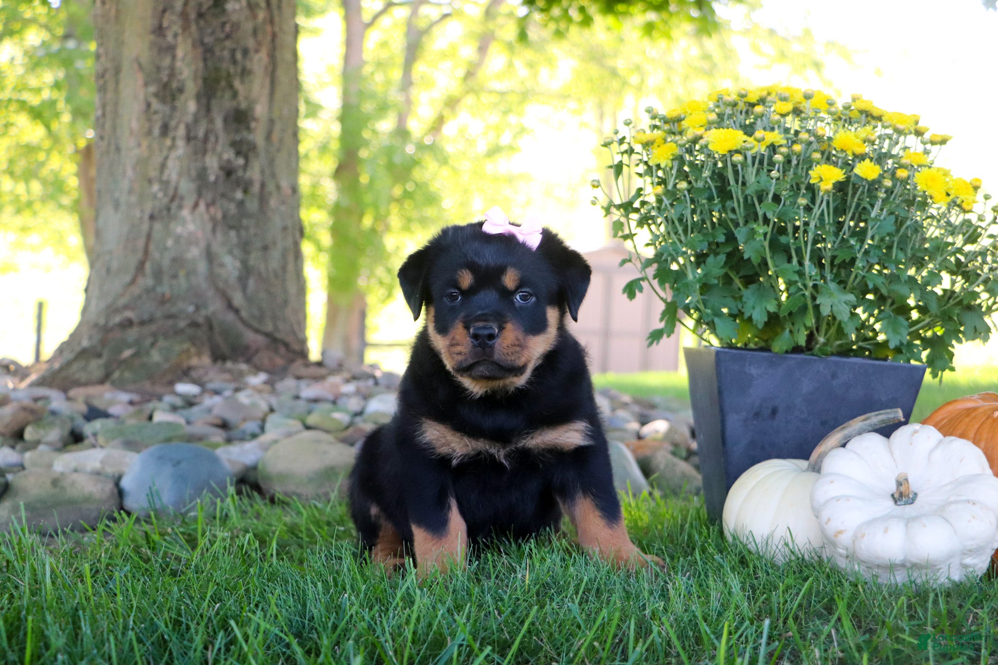 Rottweiler dogs Annabelle - Ad 2