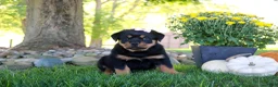 Rottweiler dogs for sale: Annabelle - Ad 2