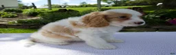 Cavapoo dogs for sale: Dash - Ad 2