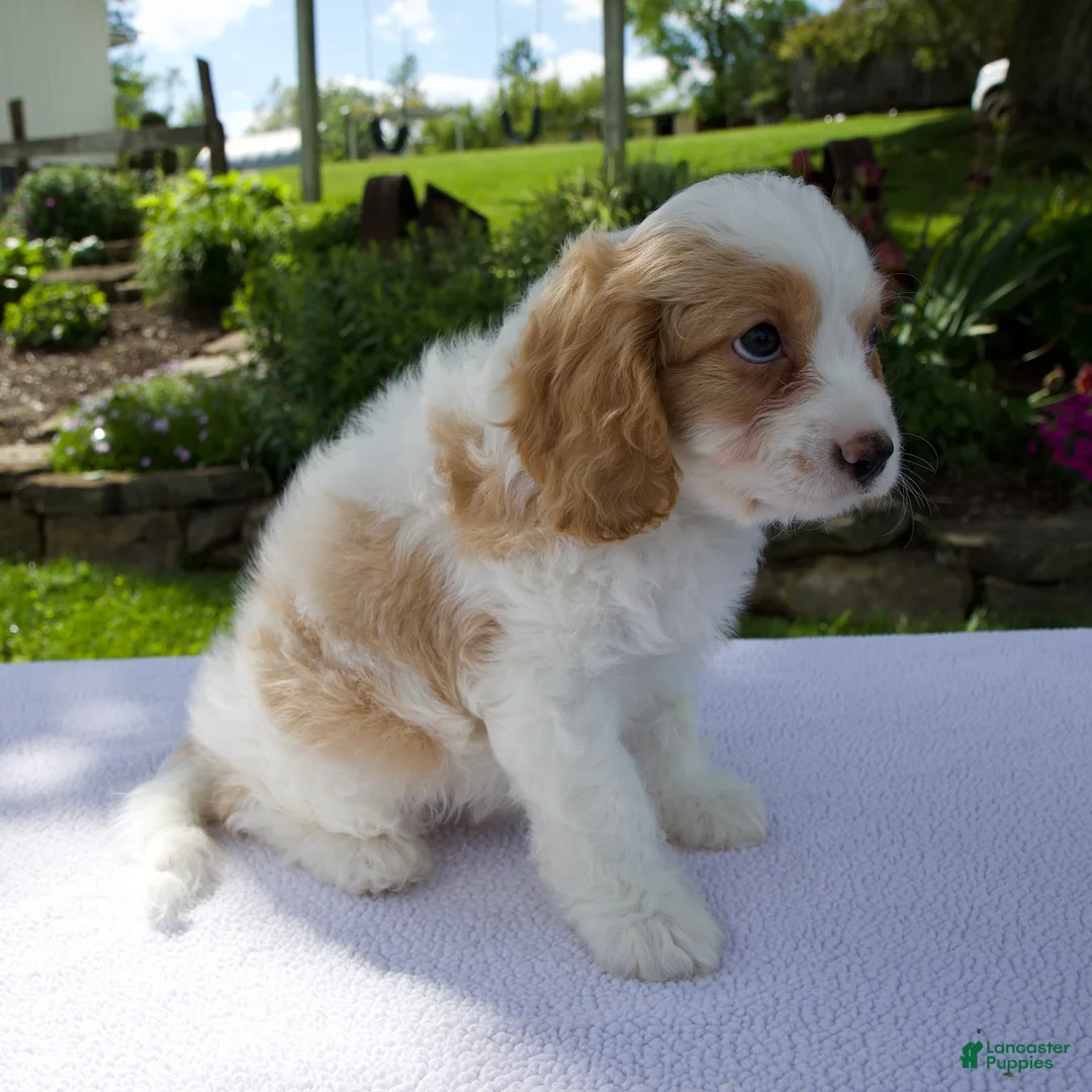 Cavapoo dogs for sale: Dash - Ad 2
