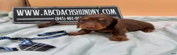 Miniature Dachshund dogs for sale: Russian champion lines  - Ad 7