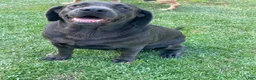 Labrador Retriever dogs for sale: Rivers - Ad 6