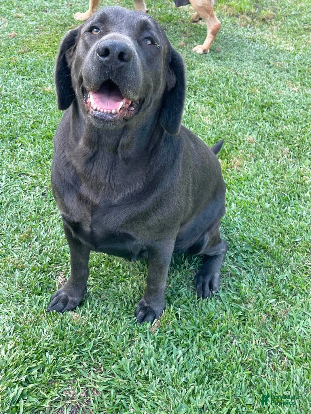 Labrador Retriever dogs for sale: Brooks - Ad 5