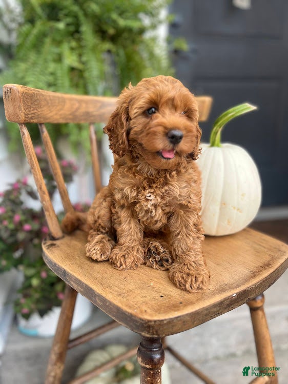 Cockapoo dogs Macy - Ad 2