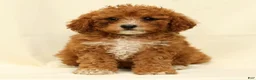 Cavapoo dogs for sale: Carnation - Ad 7
