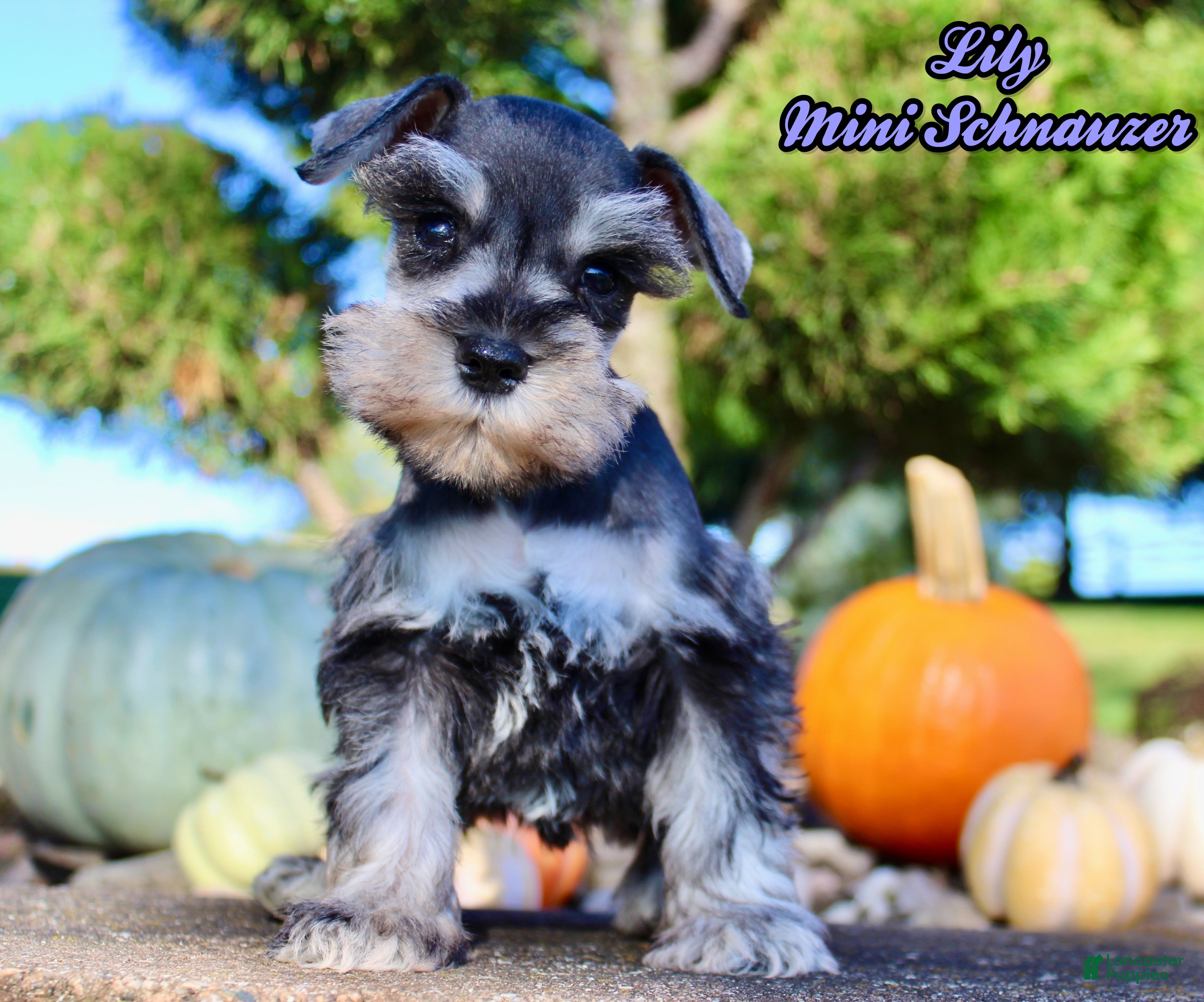 Miniature Schnauzer dogs Lily Female AKC Mini Schnauzer - Ad 35