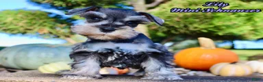 Lily Female AKC Mini Schnauzer