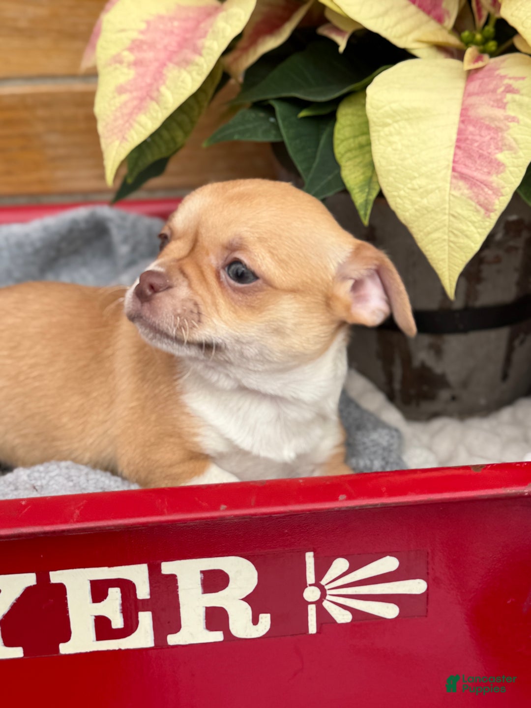 Chihuahua dogs for sale: Crystal - Ad 9
