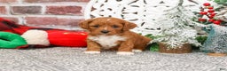 Cavapoo dogs for sale: Blair - Ad 1