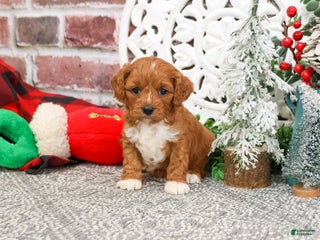 Cavapoo dogs Blair - Ad 25