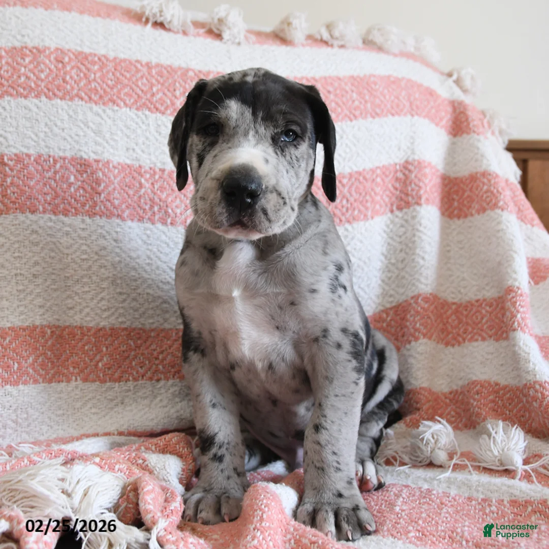 Great Dane dogs for sale: Apollo - Ad 3